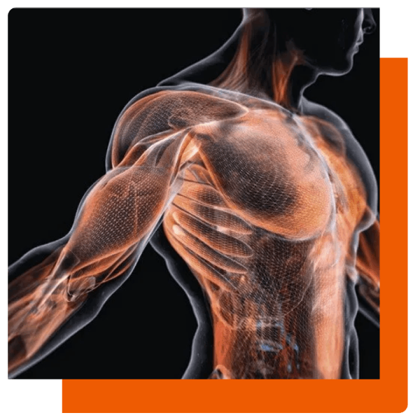 Dibujo en 3D de la musculatura de una persona